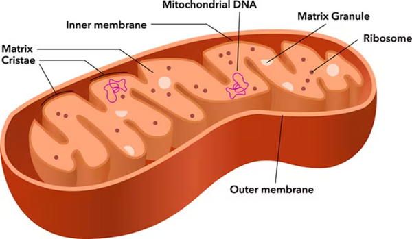 The Power of Mitochondrial Health: Boosting Your Daily Energy Levels