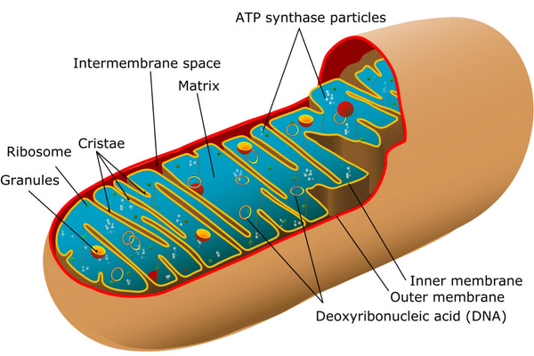 Exploring the Mighty Mitochondria: The Powerhouses of Our Cells